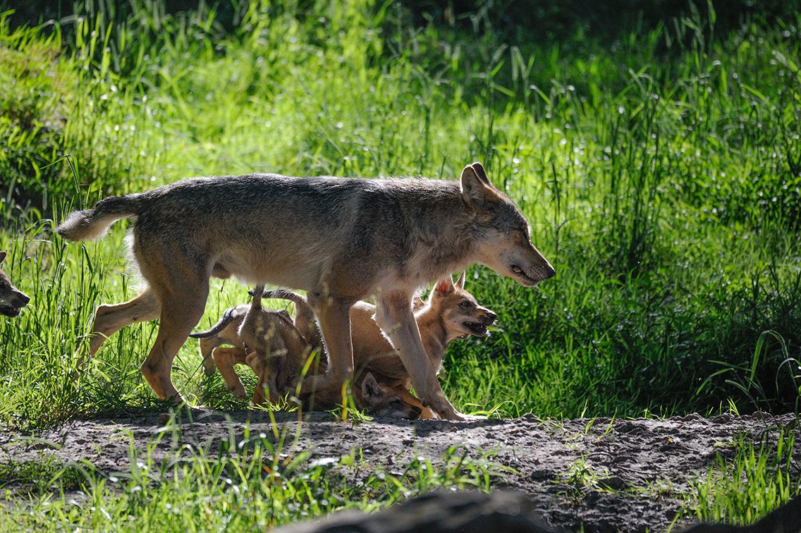 Loup Rival Le loup, ce mal-aimé qui nous ressemble : Entretien avec Pierre ...